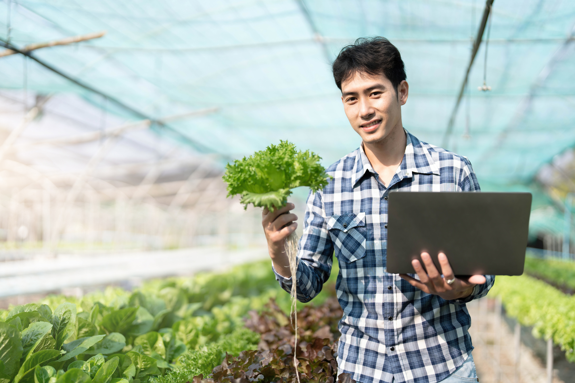Male farmer using laptop examing quality of vegetable hydroponic at greenhouse. Concept of vegetables health food. Smart farm using technology growing business hydro produce.